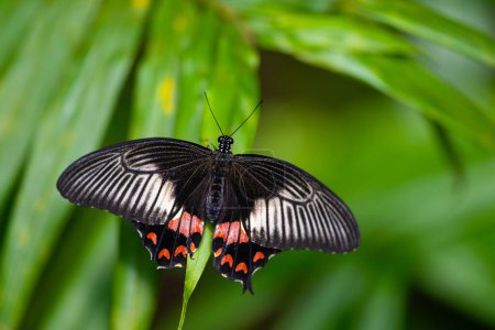El mormón común descansa sobre las hojas. Belleza frágil en la naturaleza. Papilio polytes. Foto de alta calidad