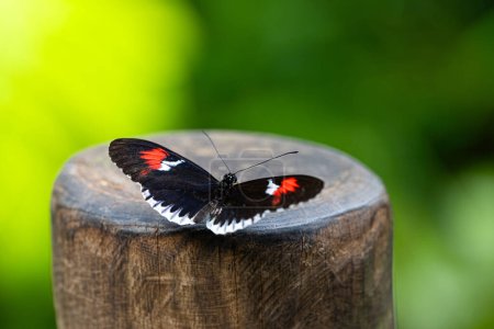 Postbote Schmetterling ruht auf dem Baumstumpf. Zerbrechliche Schönheit in der Natur. Heliconius melpomene. Hochwertiges Foto
