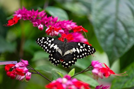 Papilio demodocus, Zitrusschwalbenschwanz, saugt Nektar. Zerbrechliche Schönheit in der Natur. Hochwertiges Foto