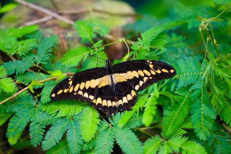 Papilio thoas, Rey cola de golondrina, descansa sobre las hojas. Belleza frágil en la naturaleza. Foto de alta calidad