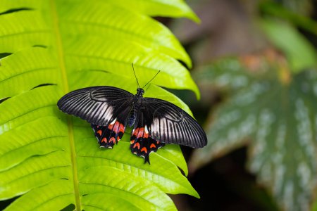 Common mormon is resting on the leaves. Fragile beauty in nature. Papilio polytes. High quality photo