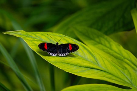 Postbote Schmetterling ruht auf den Blättern. Zerbrechliche Schönheit in der Natur. Heliconius melpomene. Hochwertiges Foto