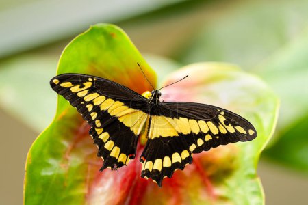 Papilio thoas, Königsschwalbenschwanz, ruht sich auf der Blüte aus. Zerbrechliche Schönheit in der Natur. Hochwertiges Foto
