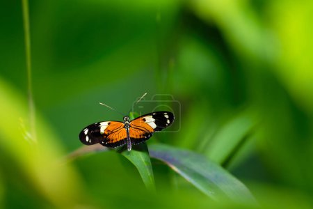 Postbote Schmetterling ruht auf den Blättern. Zerbrechliche Schönheit in der Natur. Heliconius melpomene. Hochwertiges Foto