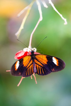 Postbote Schmetterling saugt Nektar. Zerbrechliche Schönheit in der Natur. Heliconius melpomene. Hochwertiges Foto