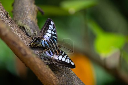 Blue clipper butterfly is resting on the branch. Kallima sylvia. Fragile beauty in nature. High quality photo