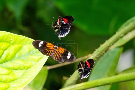 Interacting Postman butterflies. Fragile beauty in nature. Heliconius melpomene. High quality photo