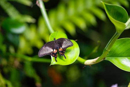 Common mormon is resting on the leaves. Fragile beauty in nature. Papilio polytes. High quality photo