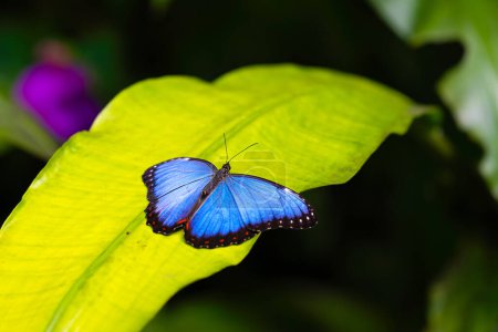 Blue morpho is resting on the leaves. Fragile beauty in nature. Morpho peleides. High quality photo