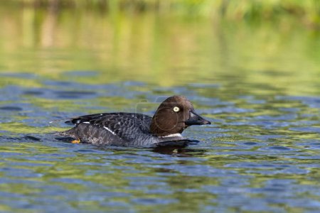 The smew Mergellus albellus is a species of duck. Bird in the water, on the lake in taiga, Finland. Duck in the nature habitat. Wildlife photography. High quality photo