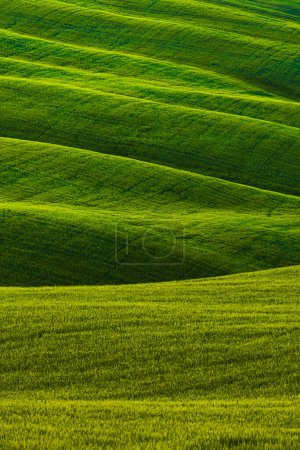 Foto de Paisaje verde colinas en Toscana, Italia - Imagen libre de derechos