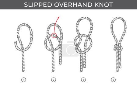 Téléchargez les illustrations : Vector simple instructions for tying a slipped overhand knot. Four steps. Isolated on white background. - en licence libre de droit