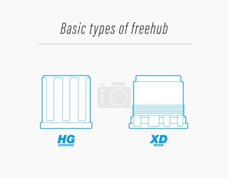 Illustration for Vector infographic, two basic types of freehub body on an MTB bicycle. Isolated on white background. - Royalty Free Image