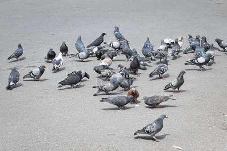 Eine Schar Tauben auf dem Bürgersteig sammelt das Brot, das sie werfen