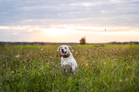 Feliz perro divirtiéndose en un campo de hierba verde.