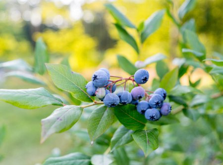 Photo for Blueberries plant with fruits, organic plantation of blueberries - Royalty Free Image