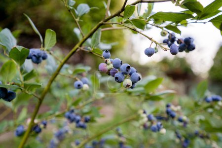 Photo for Blueberries plant with fruits, organic plantation of blueberries - Royalty Free Image