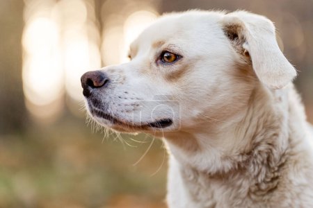 Blanco un mestizo tipo Labrador en un bosque, aventura senderismo con perros. 