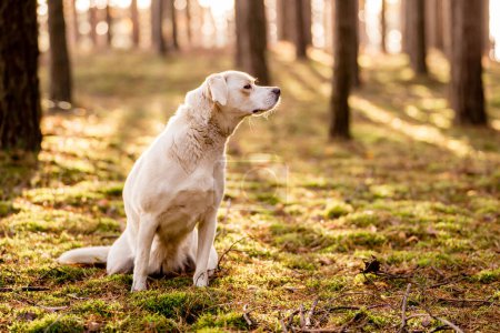 Blanco un mestizo tipo Labrador en un bosque, aventura senderismo con perros. 