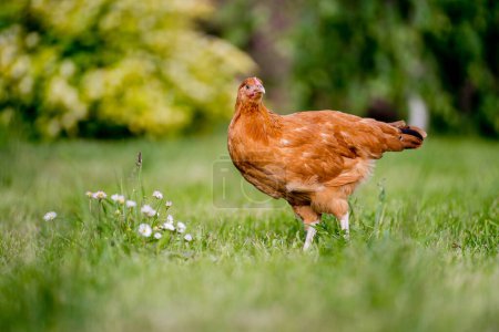Photo for Young egg hens in an organic poultr farm, feeding on grass. Natural green background. - Royalty Free Image