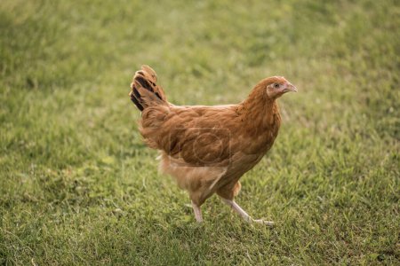 Photo for Young egg hens in an organic poultr farm, feeding on grass. Natural green background. - Royalty Free Image