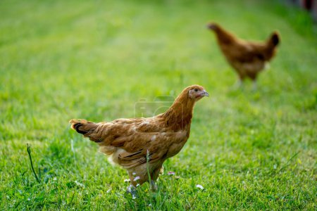 Young egg hens in an organic poultr farm, feeding on grass. Natural green background.