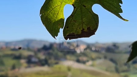 Foto de Alba, Italia-5 de noviembre de 2022: Hermosas colinas y viñedos durante la temporada de otoño que rodea el pueblo de Alba. Hermoso paisaje natural de los pequeños pueblos cerca de Cuneo. - Imagen libre de derechos