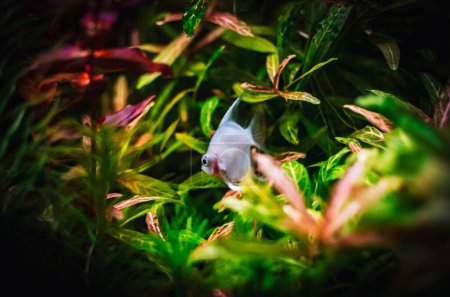 Foto de Lovely angel fish in my aquarium - Imagen libre de derechos