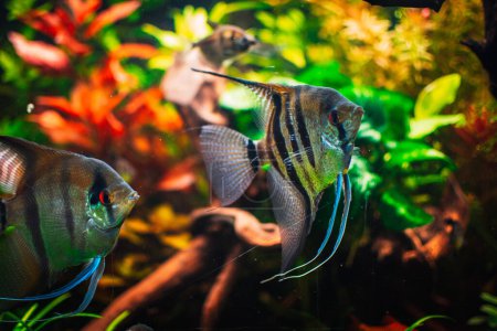 Foto de Lovely angel fish in my aquarium - Imagen libre de derechos