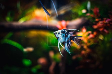 Photo for Lovely angel fish in my aquarium - Royalty Free Image