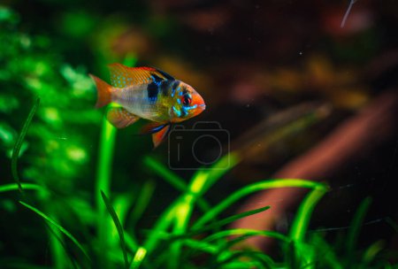 Photo for A ramirezi couple in my tank - Royalty Free Image