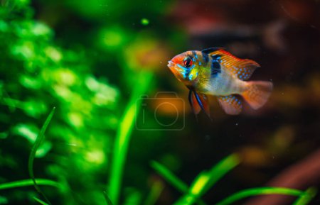 Photo for A ramirezi couple in my tank - Royalty Free Image