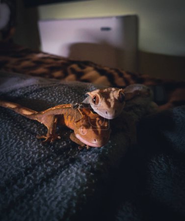 Foto de Mis hermosos geckos de cresta en terrariurm - Imagen libre de derechos