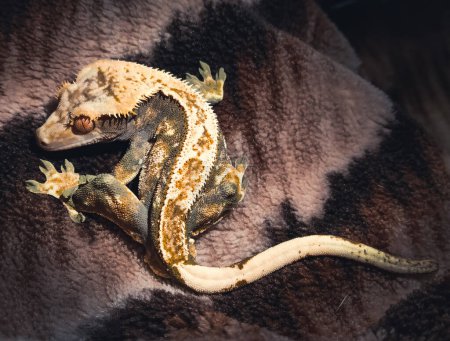 Foto de Mis hermosos geckos de cresta en terrariurm - Imagen libre de derechos