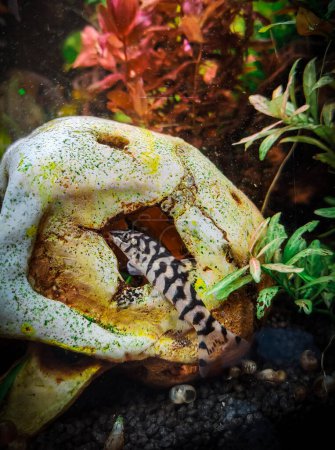 Téléchargez les photos : A lovely hypancistrus in my tank - en image libre de droit