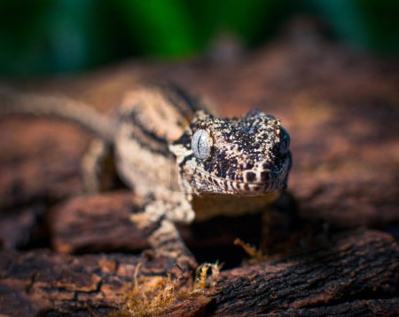 Foto de Mi hermosa cresta gecko s - Imagen libre de derechos
