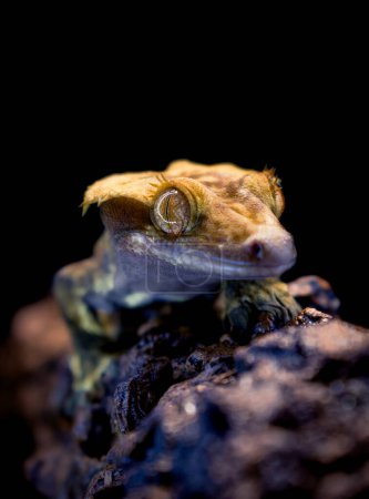 a domestic creested gecko portrait