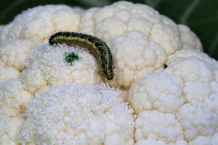Photo for The caterpillar eats cauliflower in the agricultural field. Vegetable pests. Selective focus. - Royalty Free Image