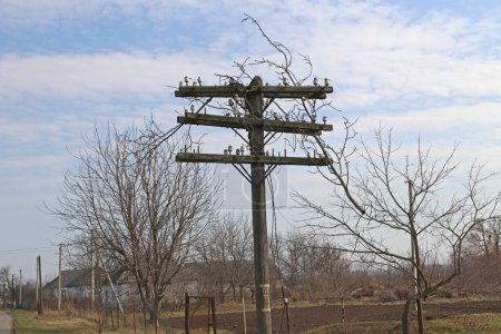 Téléchargez les photos : Poteau de ligne électrique avec fils cassés. Des branches d'arbre pendent sur un poteau. Conséquences d'un ouragan. - en image libre de droit