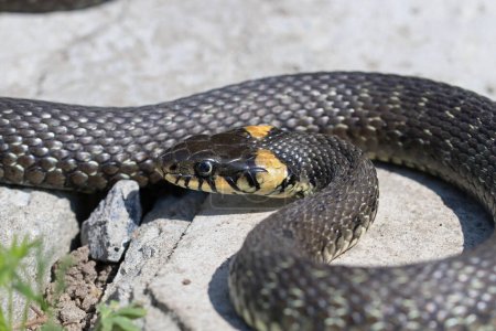 Serpiente de hierba en el camino del jardín. No es una serpiente venenosa.