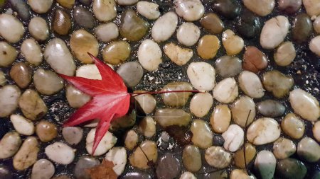 Photo for Leaf red autumn winter colors on pebbles wer from the rain for background - Royalty Free Image