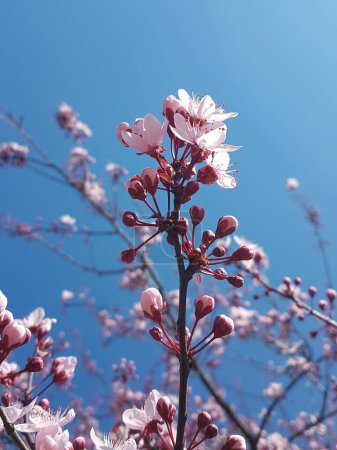 Foto de Damson flores aisladas primavera fondo flor - Imagen libre de derechos