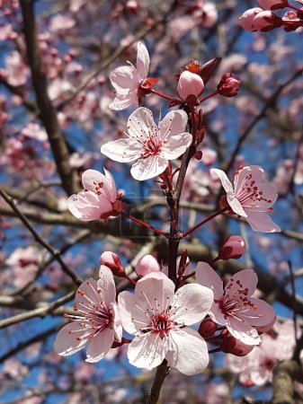 Téléchargez les photos : Damson fleurs isolé printemps fond fleur - en image libre de droit