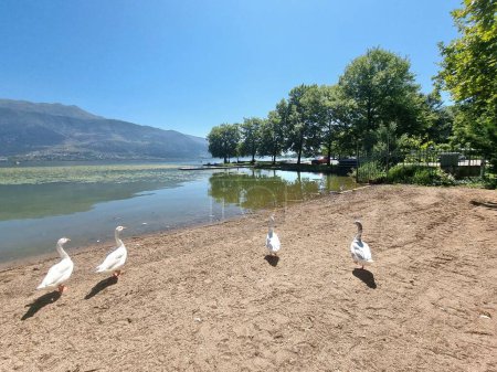 Photo for Rowing rowers trainnng in lake pamvotis under trees  of ioannina in summer season greece - Royalty Free Image