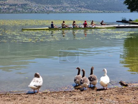 Téléchargez les photos : Rameurs aviron en formation dans le lac pamvotis sous les arbres d'ioannina en saison estivale Grèce - en image libre de droit