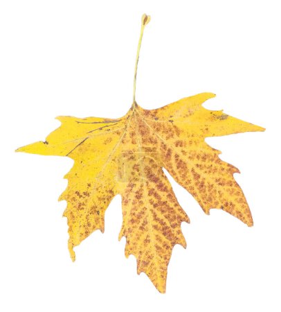 Photo for Leaf yellow isolated autumn falling for background of platanus dry - Royalty Free Image