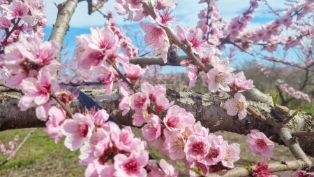 Pfirsichbaum rosa Blüten in varoia griechischer Landwirtschaft