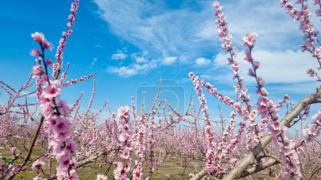 Pfirsichbaum rosa Blüten in varoia griechischer Landwirtschaft