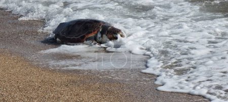 turtle caretta caretta on the beach dead in preveza greece 
