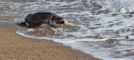 Foto de Tortuga caretta caretta en la playa muerto en preveza greece - Imagen libre de derechos